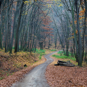 秋天的森林通过通路