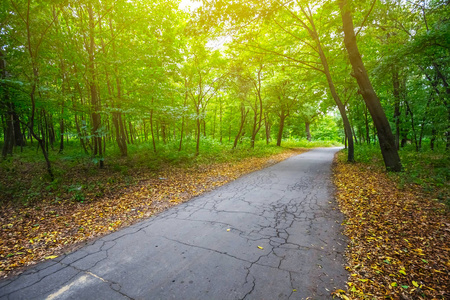 沥青路通过秋天森林
