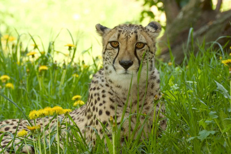 猎豹属 jubatus 野生猫躺在绿草