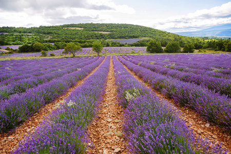 在普罗旺斯，法国的 valensole 附近的薰衣草田