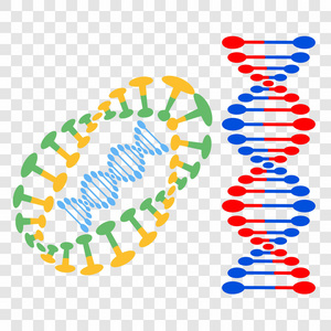 Dna 在透明背景上的不同的螺旋集。设计的矢量元素。每股收益10