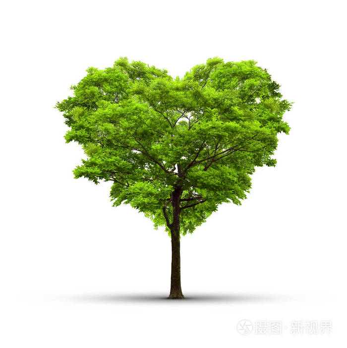 心的形状树在白色的背景爱与自然的让步