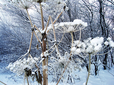 干灌木雪对树, 美丽的冰冻植物