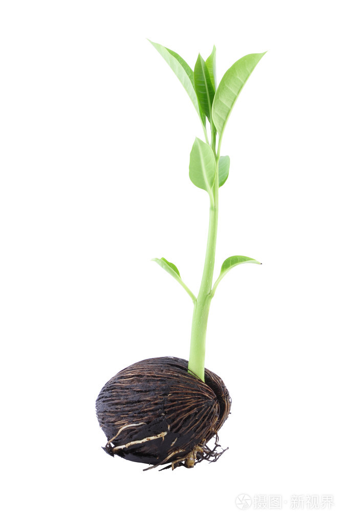 长年轻 othalanga 芽菜种子和叶在白色背景上