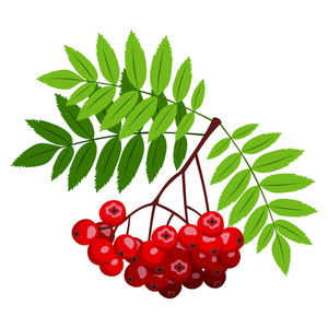 罗恩分支与莓果和叶。矢量插画
