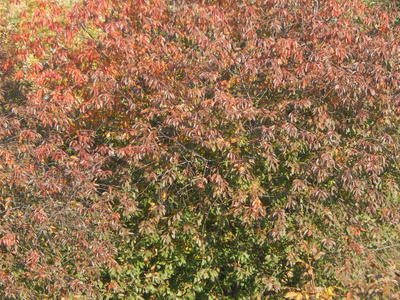秋树叶子纹理