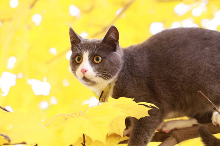 在皮带上的街道步行只灰色的猫