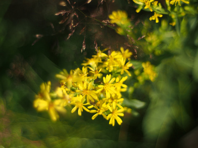 一枝黄花