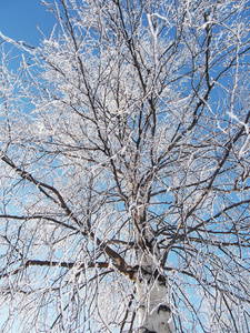 在雪中桦木