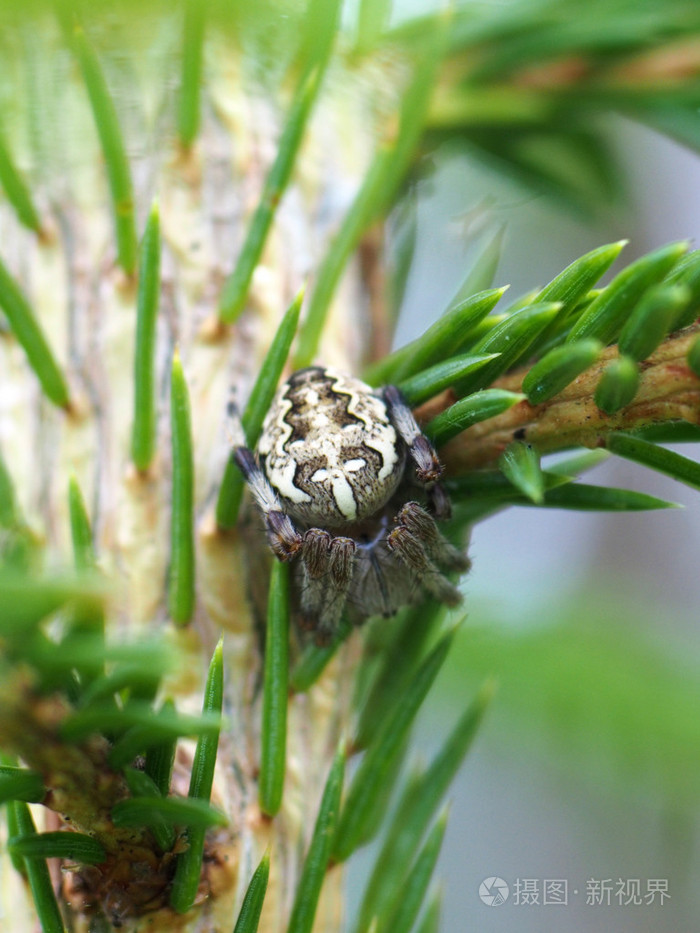 在一棵松树上蜘蛛