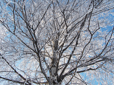 在雪中桦木