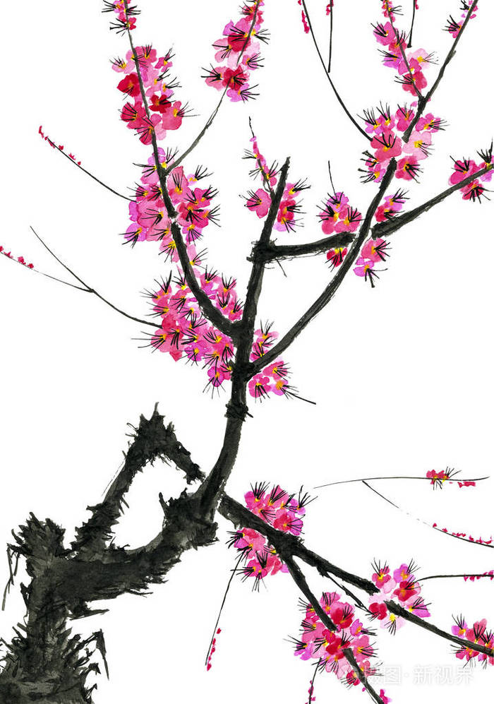 开花树的树枝.樱花粉红色的花朵.水彩和墨水插图在风格的墨-e, u-罪.