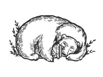睡熊拥抱罐蜂蜜雕刻向量例证。划板风格模仿。黑白手绘图像