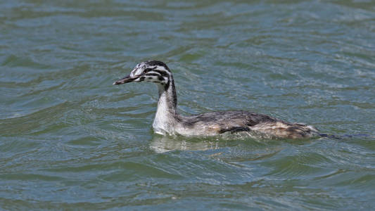 Podiceps cristatusPamvotis 湖约阿尼纳希腊西北部的少年大冠鷉