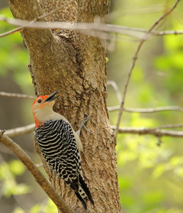 赤腹啄木鸟 melanerpes carolinus