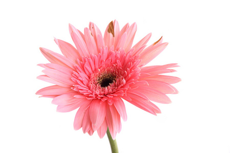 粉红色的花被隔绝在白色背景上的非洲菊