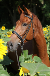 向日葵保持太阳图片