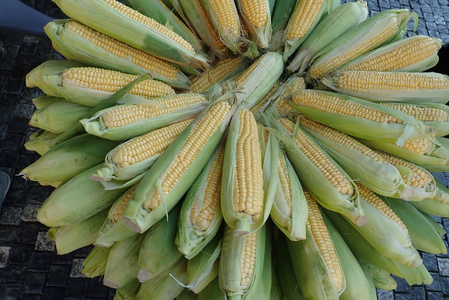 市场上一轮成熟的玉米