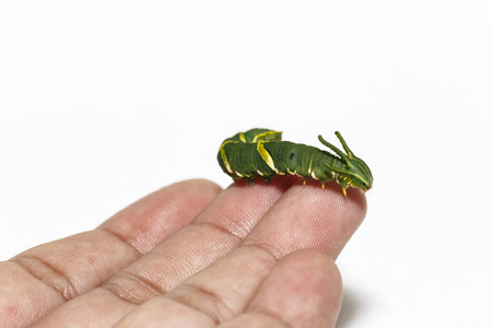 第五阶段普通 nawab 蝶 Polyura athamas 的毛虫与白色背景的人手指