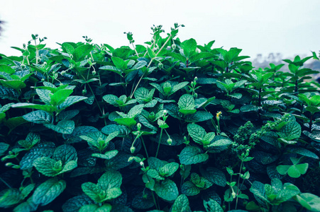 绿薄荷植物生长在蔬菜花园