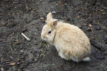 兔站在地上的笼子里在室外 Pfunds 村