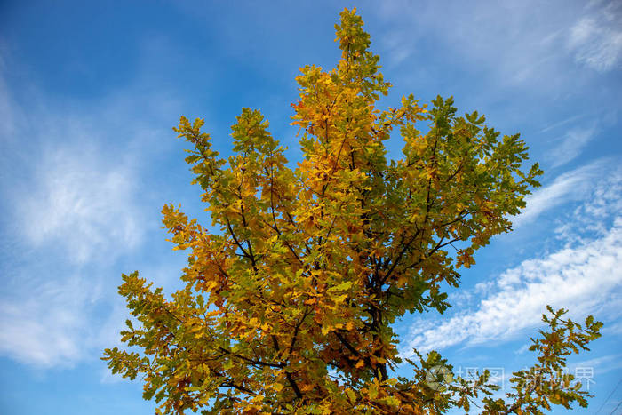 在秋天的黄色树