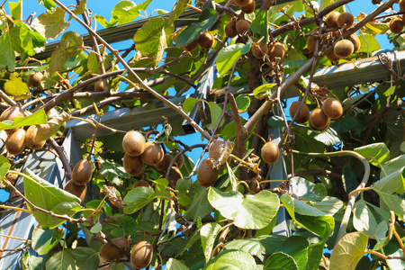 绿色的猕猴桃在树上成熟。在树枝上的猕猴桃。健康保健水果
