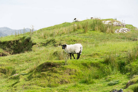 爱尔兰的风景。在戈尔韦县放牧绵羊, 康尼马拉