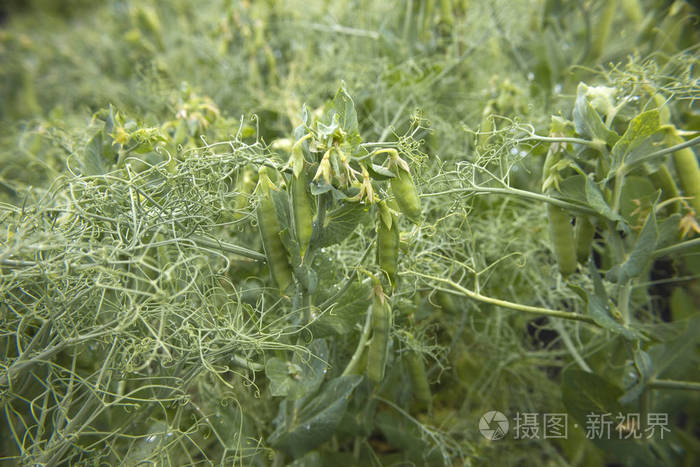 花园里的青豆.在花园里种植豌豆.豌豆茎,花和豆荚
