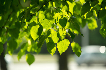 椴树的叶子由阳光照亮通过春天夏天背景。选择性聚焦宏观射击与浅自由度。backgrop 上的模糊汽车