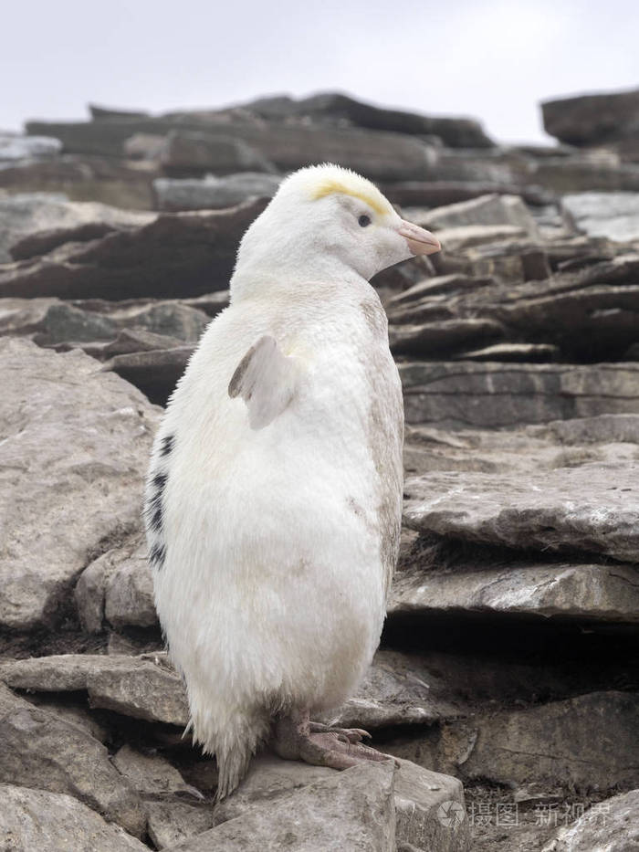 极稀有白色, 凤冠企鹅, eudyptes chrysocome, 海狮岛, 福克兰群岛