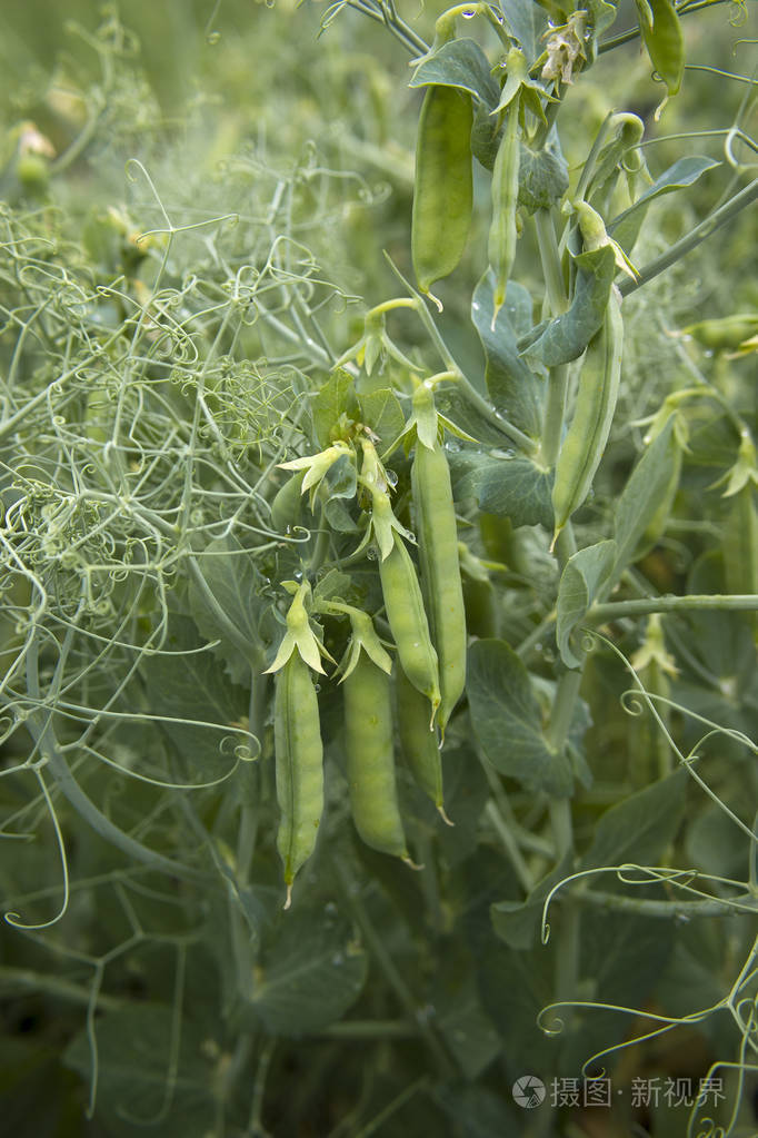 在花园里种植豌豆.豌豆茎,花和豆荚