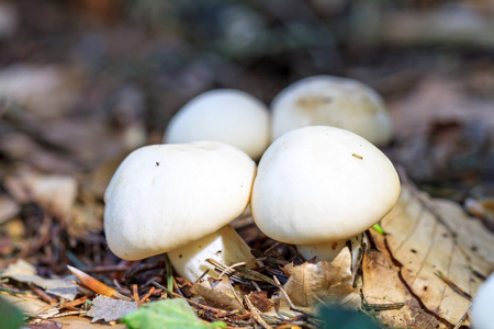 白食用蘑菇