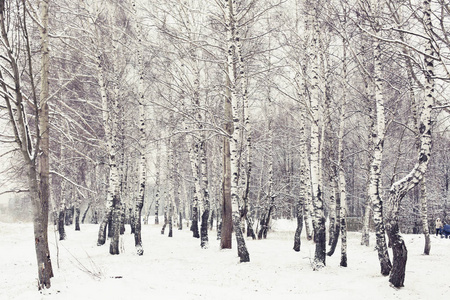 冬季森林光秃秃的树木风景