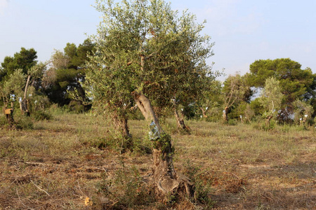 橄榄树生长在以色列北部的一个大花园里