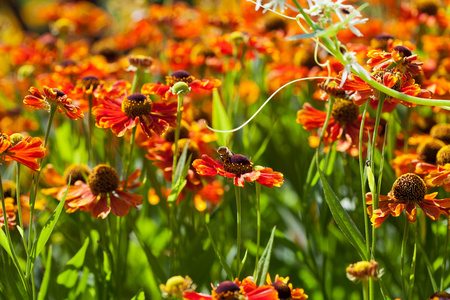 gaillardia 鲜花