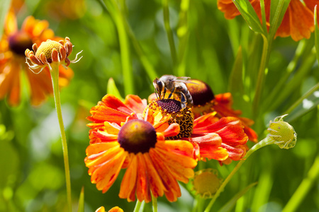 蜂蜜蜂收集花蜜从 gaillardia 花