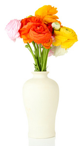 毛茛属 波斯毛茛属植物 插在花瓶里，白色衬底上分离