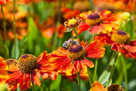 蜜蜂的 sip 从 gaillardia 朵花的花蜜