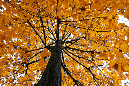 黄紫椴 石灰树 的叶子和树干在秋季的一天。秋天和 sesonal 的概念