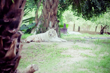 白老虎休息