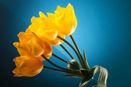 小花束所作的美丽黄色郁金香图片
