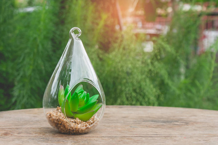 关闭装饰植物透明玻璃悬挂花盆在现代设计设置在木桌上的绿色自然和太阳耀斑的背景。软焦点