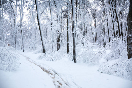 下雪的冬天风景