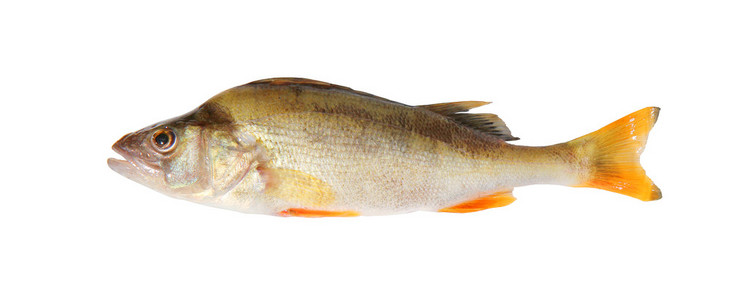 犬牙鱼鲈鱼,孤立的白色照片