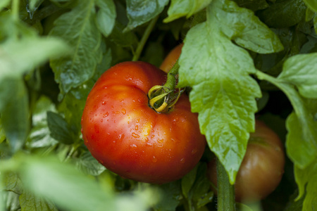 在一个花园中成熟有机西红柿