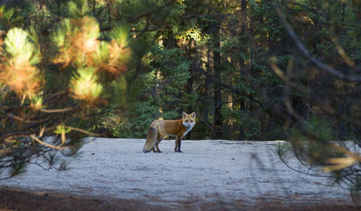 红色狐狸 狐狸狐狸 在阿冈昆公园, 加拿大在秋天