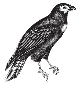 但是鸟类的猎物在家庭 Falconidae, 复古线条画或雕刻插图