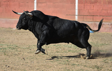 长着大角牛在西班牙长角的公牛头骨德州长角牛看着镜头棕色长角牛穿越