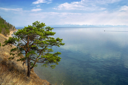 孤独的松树上贝加尔湖岸边